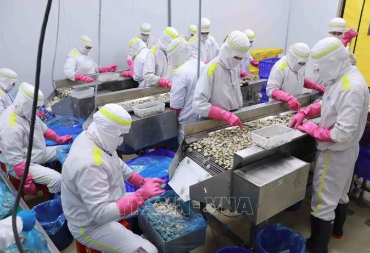 Vietnam’s mollusk exports on the rise: VASEP